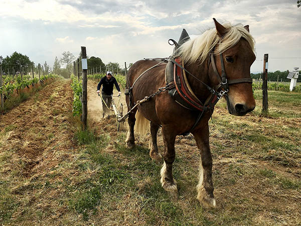 BIODINAMIC VINEYARD -SiMANGIA.TV horse carrying the plow inside a biodinamic vineyard